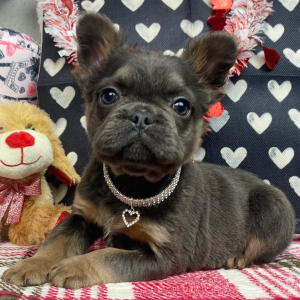 French Bulldog Puppy Fluffy Penny