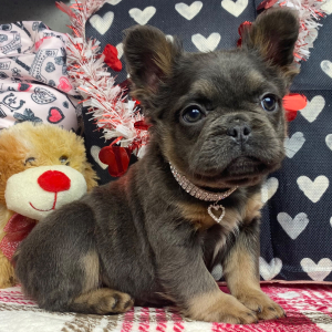 French Bulldog Puppy Fluffy Penny