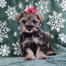 Miniature Schnauzer Puppy Noelle