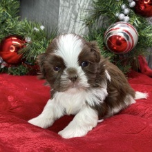 Shih Tzu Puppy Diego