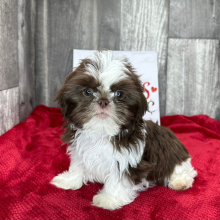 Shih Tzu Puppy Diego