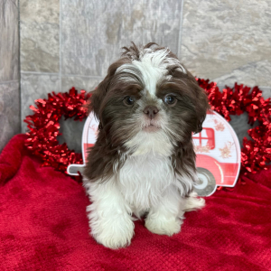 Shih Tzu Puppy Diego