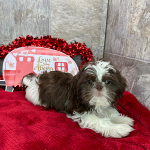 Shih Tzu Puppy Diego