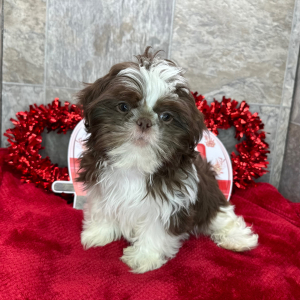 Shih Tzu Puppy Diego