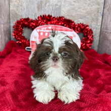 Shih Tzu Puppy Diego