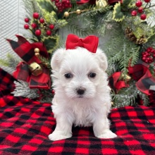 Maltese Puppy Aspen