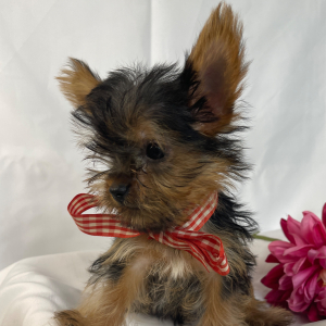 Yorkshire Terrier Puppy Button