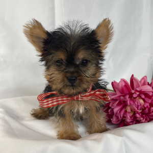 Yorkshire Terrier Puppy Button