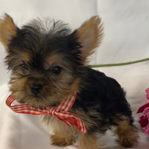 Yorkshire Terrier Puppy Button