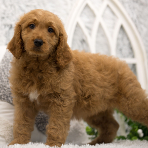 Goldendoodle Puppy Cheerio