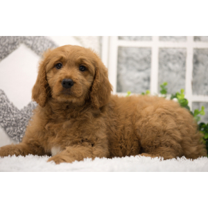 Goldendoodle Puppy Cheerio