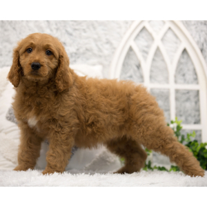 Goldendoodle Puppy Cheerio