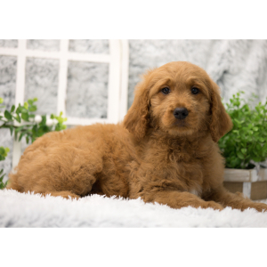 Goldendoodle Puppy Cheerio