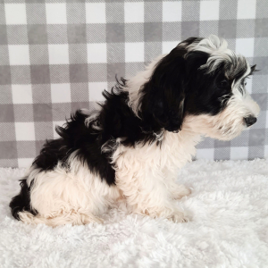 Sheepadoodle Puppy Scooter