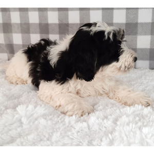 Sheepadoodle Puppy Scooter