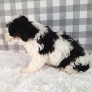 Sheepadoodle Puppy Scooter
