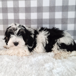 Sheepadoodle Puppy Scooter