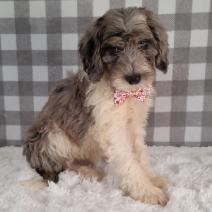 Sheepadoodle Puppy Liora