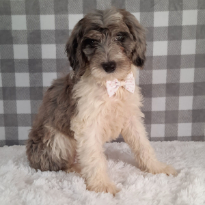 Sheepadoodle Puppy Liora