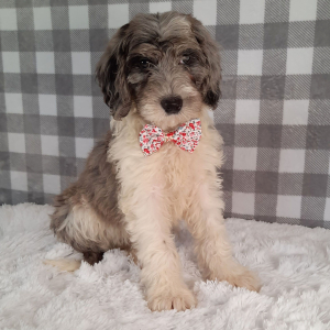 Sheepadoodle Puppy Liora