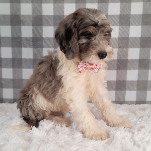 Sheepadoodle Puppy Liora