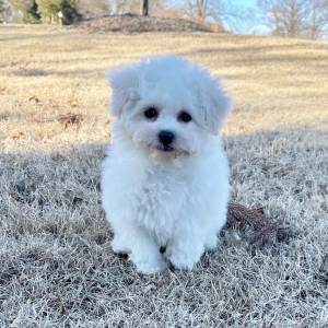 Bichon Frise Puppy Lola
