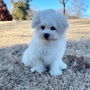 Bichon Frise Puppy Lola