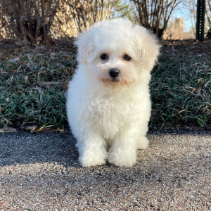 Bichon Frise Puppy Lola