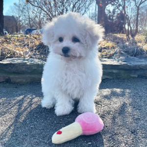 Bichon Frise Puppy Lola