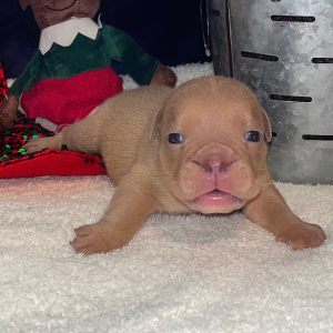 Bulldog Puppy Tyrone