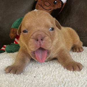 Bulldog Puppy Tyrone