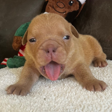 Bulldog Puppy Tyrone
