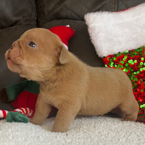 Bulldog Puppy Tyrone