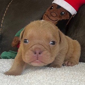 Bulldog Puppy Tyrone
