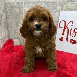 Cavapoo Puppy Connie