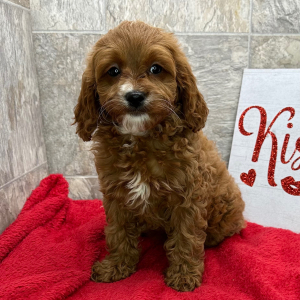 Cavapoo Puppy Connie