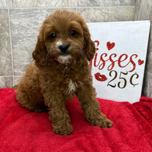 Cavapoo Puppy Connie