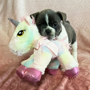 French Bulldog Puppy Starey