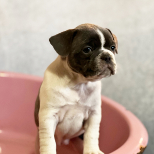 French Bulldog Puppy Starey