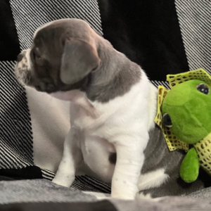 French Bulldog Puppy Starey