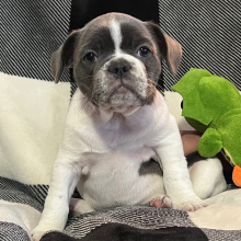 French Bulldog Puppy Starey