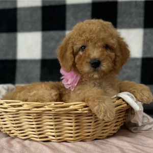 Goldendoodle Puppy Cinnamon