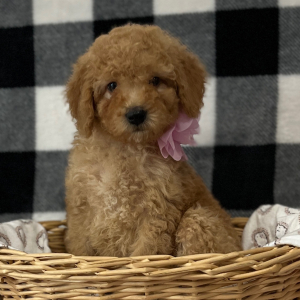 Goldendoodle Puppy Cinnamon
