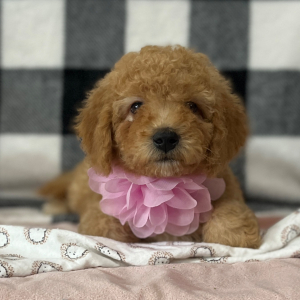 Goldendoodle Puppy Cinnamon