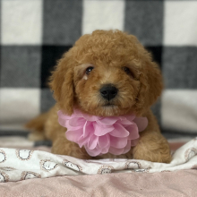 Goldendoodle Puppy Cinnamon