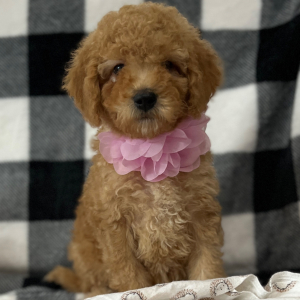 Goldendoodle Puppy Cinnamon