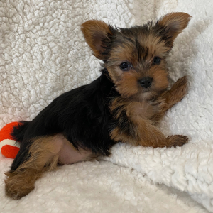 Yorkshire Terrier Puppy Millie