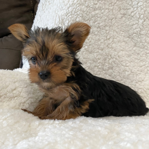 Yorkshire Terrier Puppy Millie