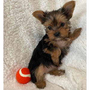 Yorkshire Terrier Puppy Millie