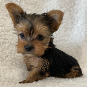 Yorkshire Terrier Puppy Millie